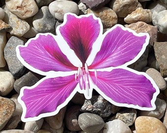 Hawaii Hong Kong Orchid Tree