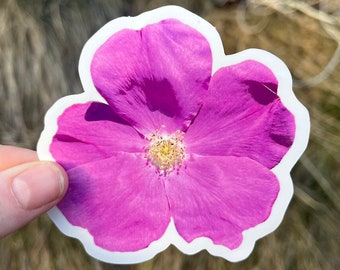 May include: A close-up of a pink flower with a white border. The flower has a yellow center and is in focus. The background is blurred.