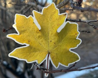May include: A single yellow maple leaf with water droplets on it. The leaf is isolated against a blurred background of tree branches.