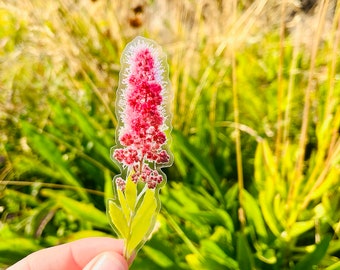 May include: A clear sticker with a pink flower with green leaves. The flower is a cluster of small pink blooms.