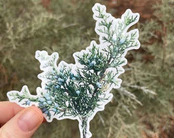 May include: A sticker featuring a detailed illustration of a juniper branch with green leaves and blue berries.