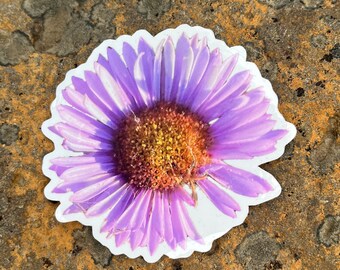 May include: A close-up of a purple daisy with a white center. The daisy is on a brown, textured surface.