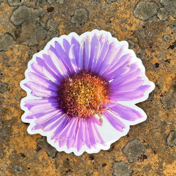 California Coast Purple Seaside Daisy Sticker