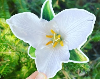 May include: A white trillium flower with yellow center, a popular wildflower in the spring.