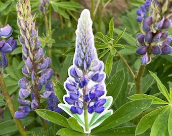 May include: A close-up of a purple lupine flower with green leaves. The flower is in focus and the leaves are blurred in the background.
