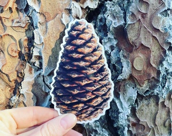 May include: A close-up of a brown pine cone sticker on a tree bark background.