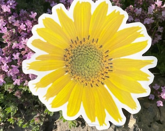 May include: A yellow daisy with a white outline, the flower is in focus and the background is blurred.