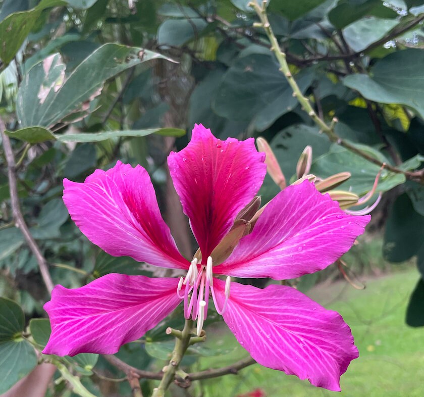 Hawaii Hong Kong Orchid Tree - Etsy