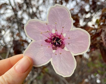 May include: A pink flower sticker with a white outline. The flower has five petals and a dark pink center.