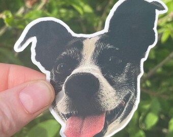 May include: A black and white dog with a pink tongue sticking out. The dog is looking directly at the camera.