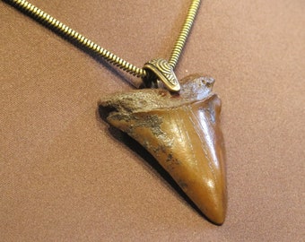 Fossiele haaientand ketting