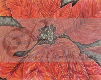 pretty poinsettia image download -- hand drawn