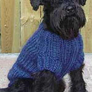 May include: A black dog wearing a blue knitted sweater with a cable knit pattern.