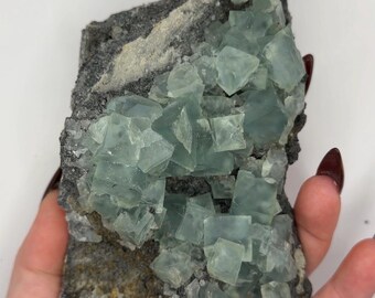 May include: A mineral specimen featuring clusters of translucent, pale mint-green cubic crystals embedded in a dark, rough, grey rocky matrix. The geometric crystal formations are densely packed across the surface of the stone base.