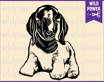 Download Nubian Goat Svg File Etsy