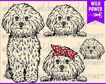Download Bichon Frise Svg Etsy