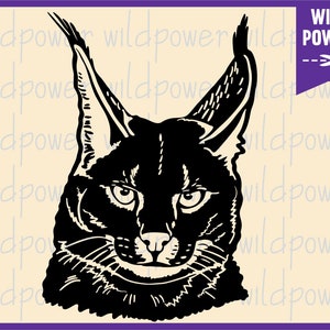 190 Big Floppa ideas in 2023  caracal cat, caracal, cat memes