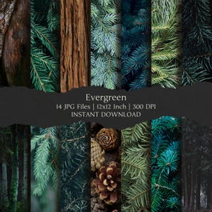 May include: A digital collection of 14 JPG files titled Evergreen, featuring high-resolution imagery of pine needles, tree bark, pinecones, and forest landscapes. Each file measures 12x12 inches at 300 DPI, showcasing various shades of green and brown.