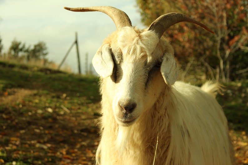 2ply handcrafted cashmere yarn Harvested by combing from our goats Weiss Yeti Grigno and Coffee. Madre