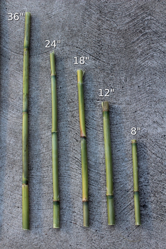 Craft Supplies & Tools Floral & Garden Crafts Bamboo Reed Tree Sapling ...