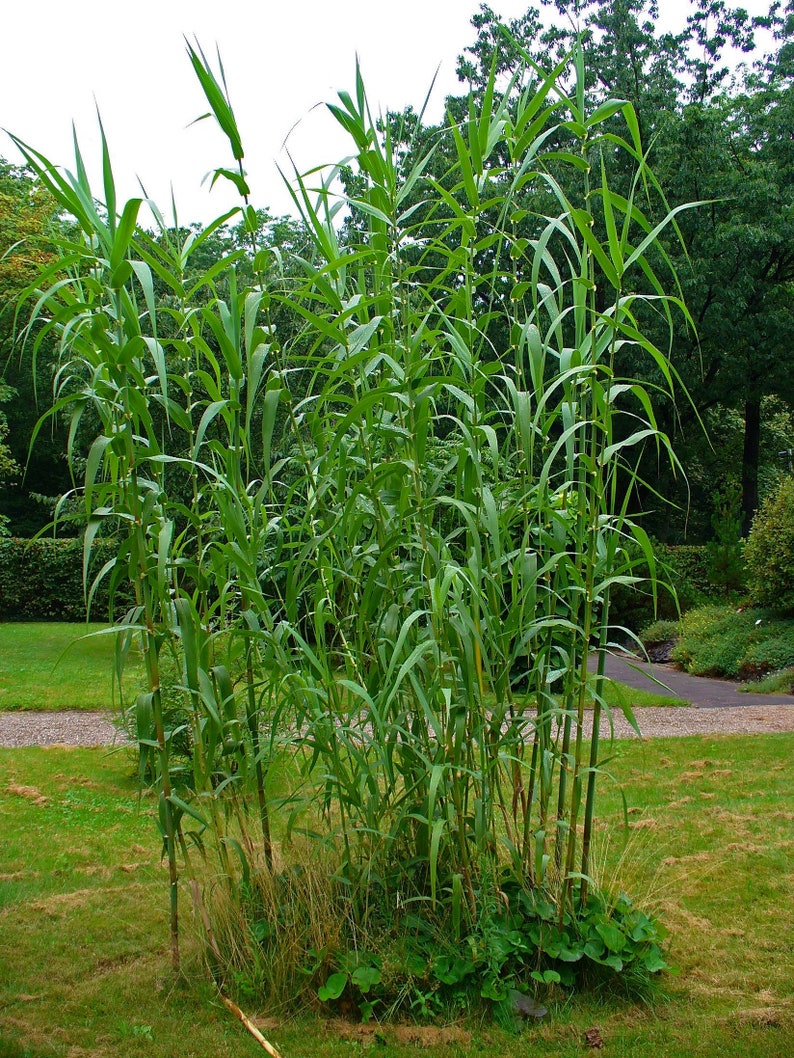 Arundo donax Rhizome Root Giant Reed Colorado River Cane Etsy