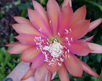 Epiphyllum Raspberry Ribbon