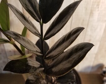 Black Raven Zz Plant Etsy