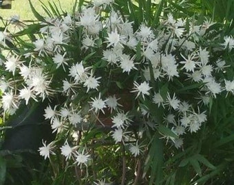 Epiphyllum pumilum plant.