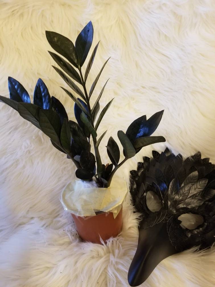 Large Black Raven Zz Plant Etsy