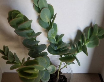 Kalanchoe marnieriana, 6 cuttings.