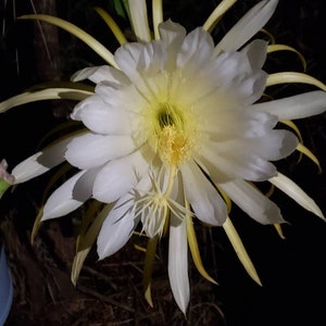 Selenicereus Macdonaldiae, queen of the night. image 7