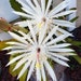 see more listings in the Epiphyllum section