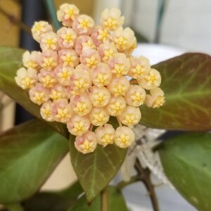 Hoya cuttings with a surprise cutting. image 2