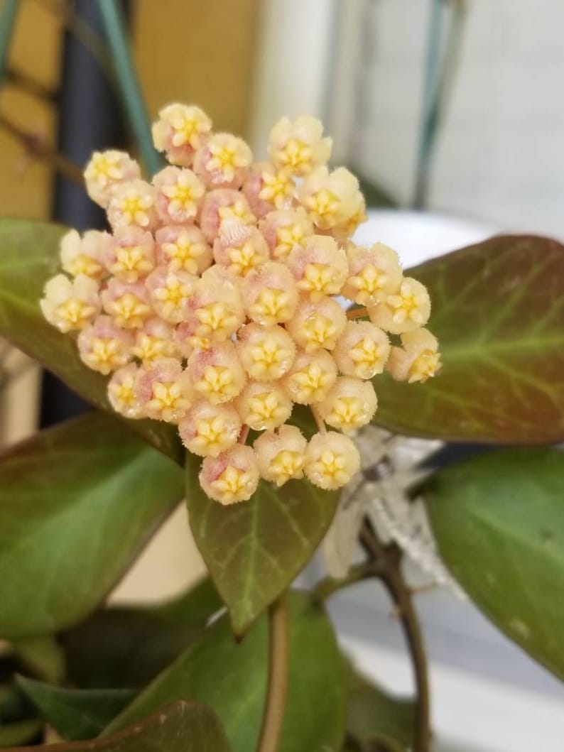 Hoya cuttings with a surprise cutting. Bild 2