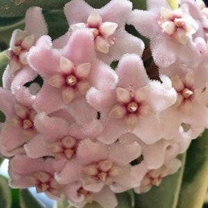 Hoya cuttings with a surprise cutting. image 4