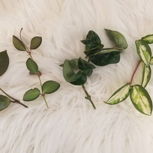 Hoya cuttings with a surprise cutting. image 1