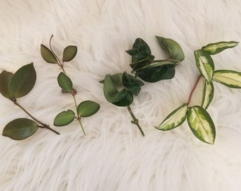 Hoya cuttings with a surprise cutting.