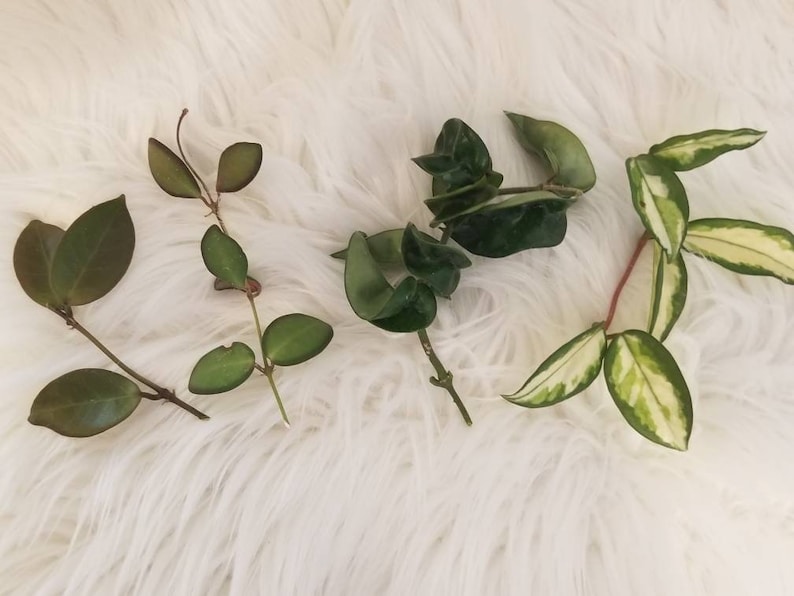 Hoya cuttings with a surprise cutting. image 1