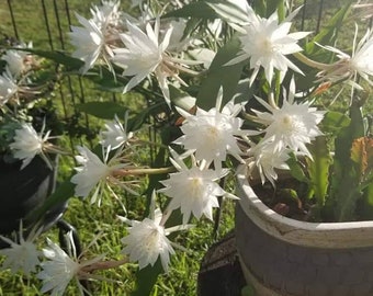 Epiphyllum Pumilum, Queen of the night. (12 cuttings)