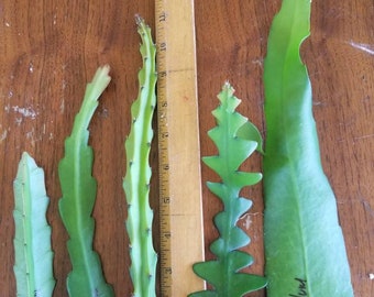 Epiphyllum Pumilum,  Epiphyllum Hookerii,Imposible Dream and Selenicereus Anthonyanus (RicRac) Selenicereus Macdonaldiae.