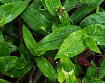 Tradescantia Blushing Bride cuttings.