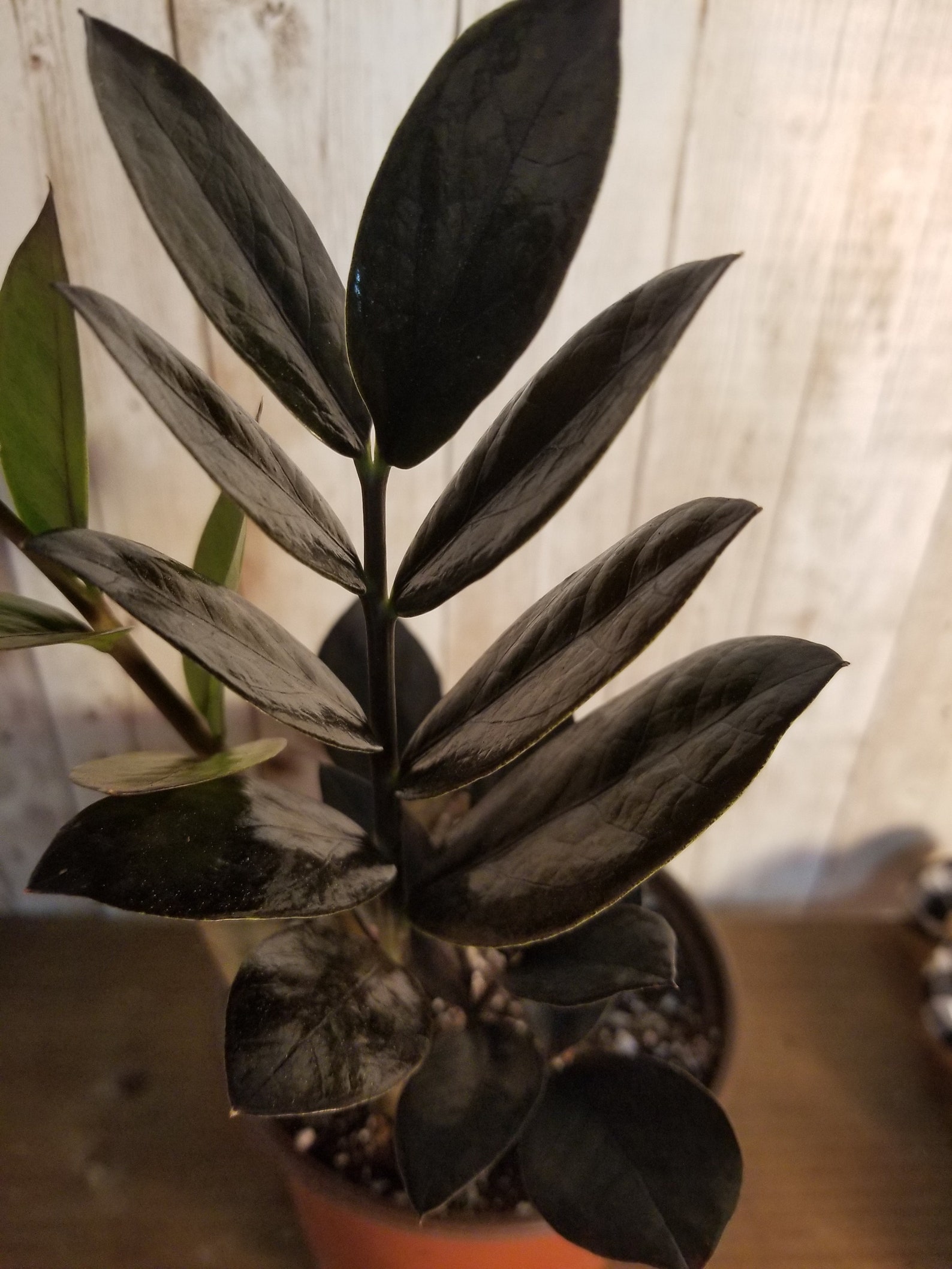 Black Raven Zz plant Etsy