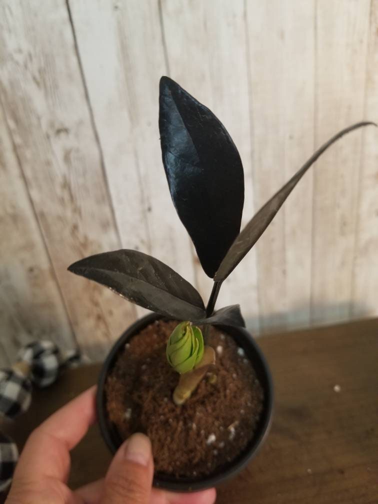 X-Small Raven ZZ plant.