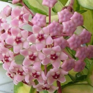 Hoya cuttings with a surprise cutting. image 5