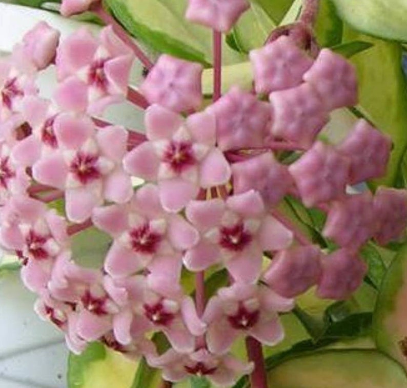 Hoya cuttings with a surprise cutting. image 5