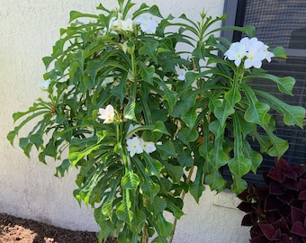 Bridal Bouquet Plumeria – Plumeria pudica « The Shrub Queen