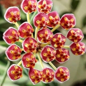 Hoya cuttings with a surprise cutting. image 3