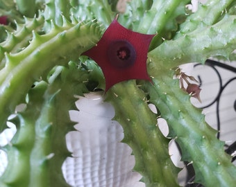 Stapelia Gigantea and Huernia Red Dragon Flower.