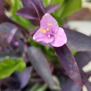 Tradescantia Purple Heart cuttings.
