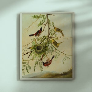 Orchard Oriole von Joseph Bartholomew Kidd 1830/1832 Bleistift und Öl auf Leinwand klassische Malerei druckbare Kunst.